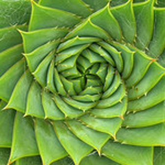 Aloe Fibonacci Photo by Brewbooks