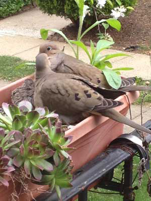 Photo Credit: Nuzzling Mournng Doves by Roz Swartz Williams