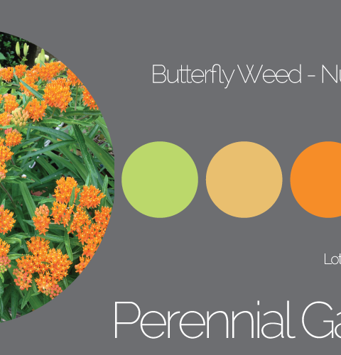Perennial Garden Butterfly Weed - Palette 2