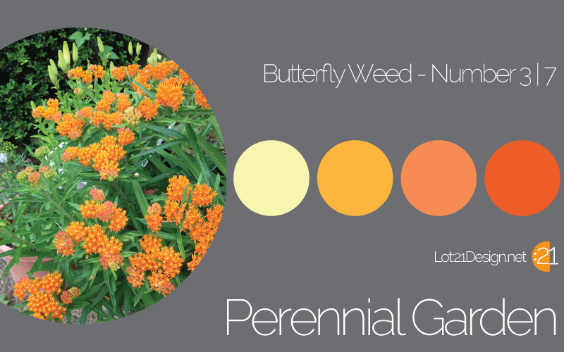 Perennial Garden Butterfly Weed - Palette 3