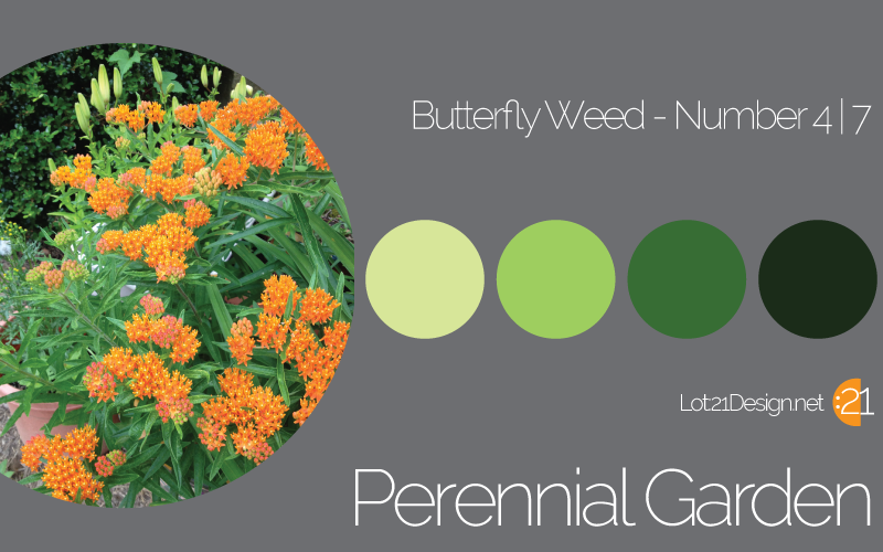 Perennial Garden Butterfly Weed - Palette 4