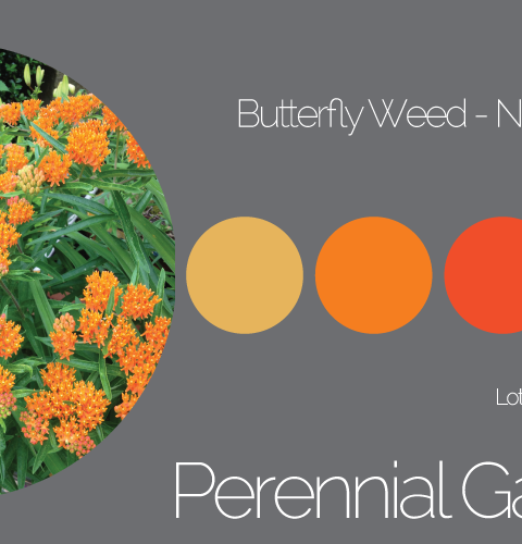 Perennial Garden Butterfly Weed - Palette 1
